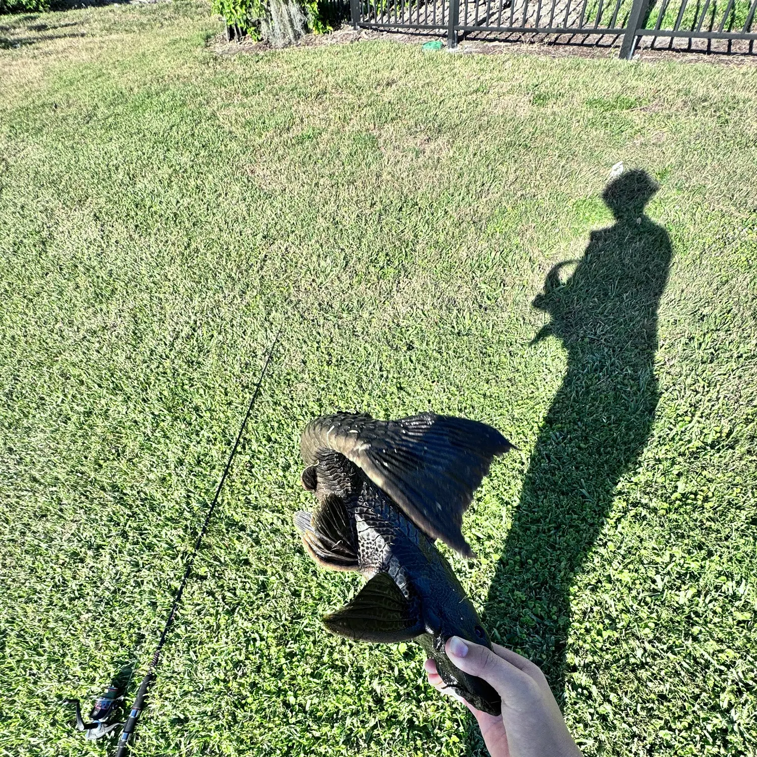 Suckermouth catfish caught on Fishbrain