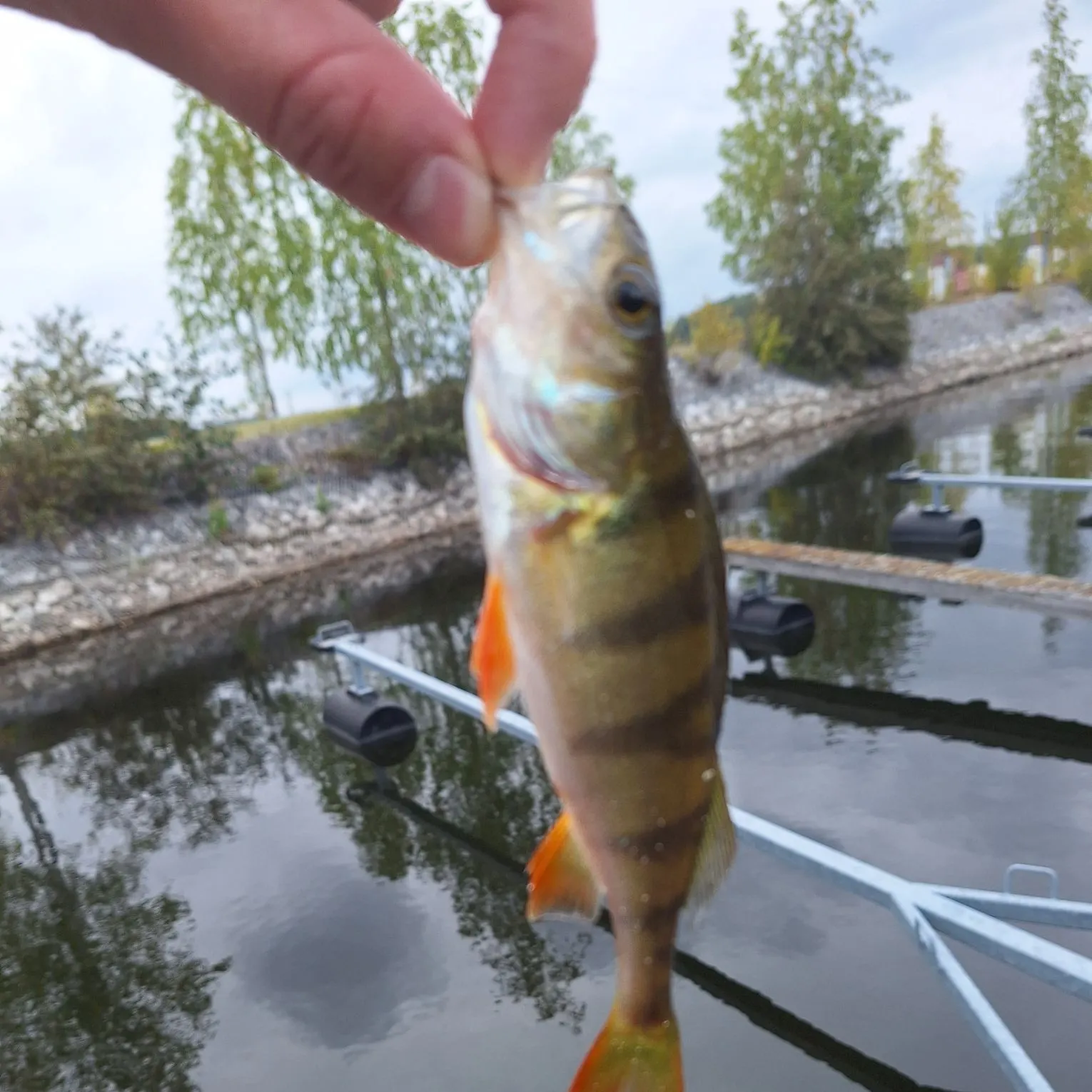 European perch caught on Fishbrain