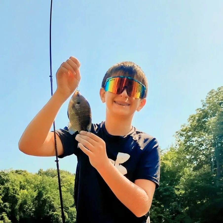 Bluegill caught on Fishbrain