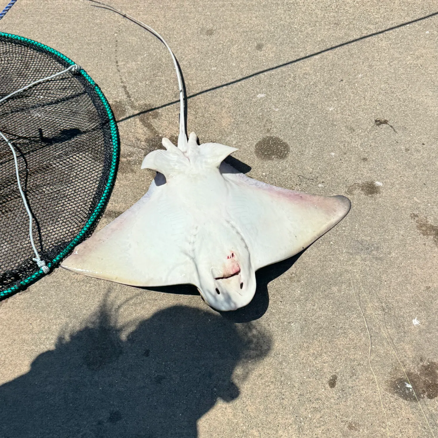 The most recent Bat eagle ray catches on Fishbrain