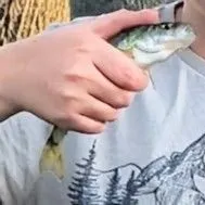 Yellow perch caught on Fishbrain