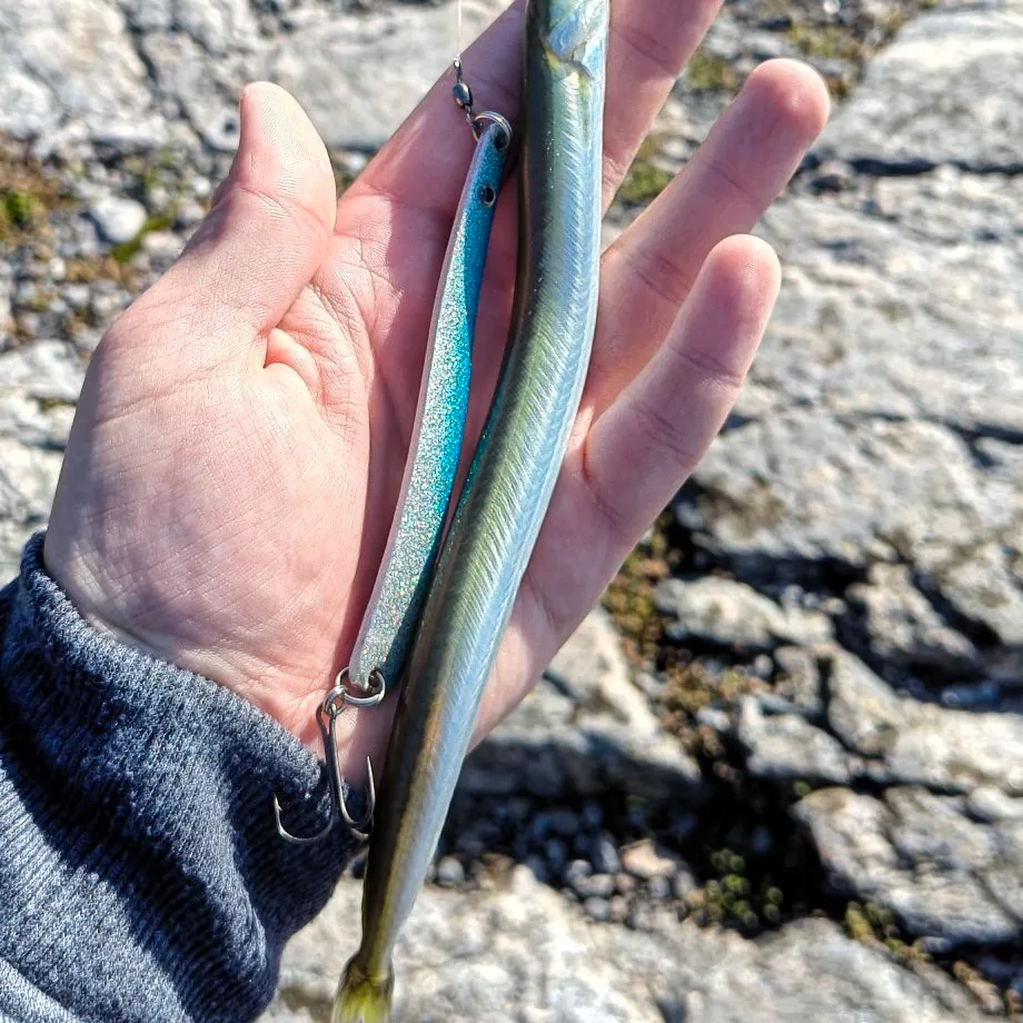 Great sandeel caught on Fishbrain