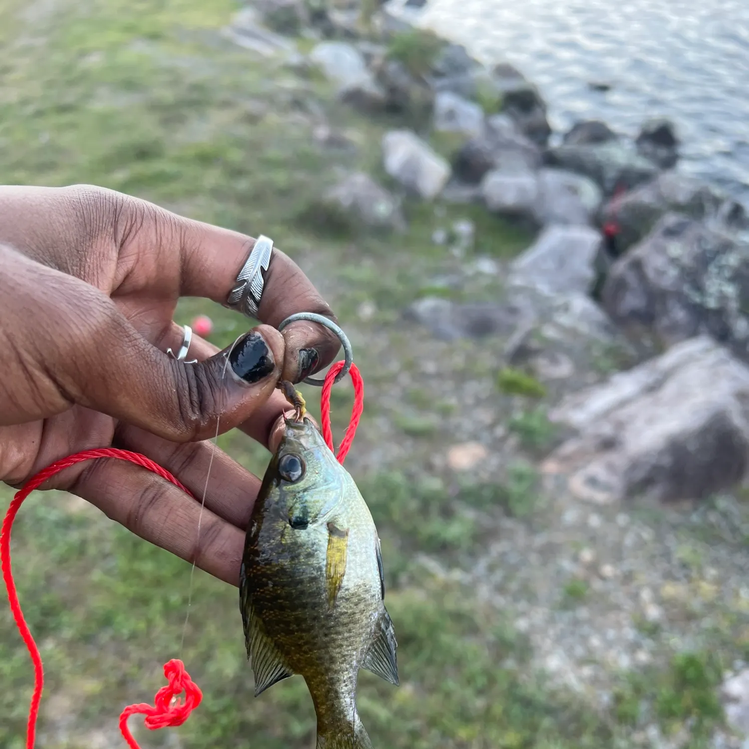 Bluegill caught on Fishbrain