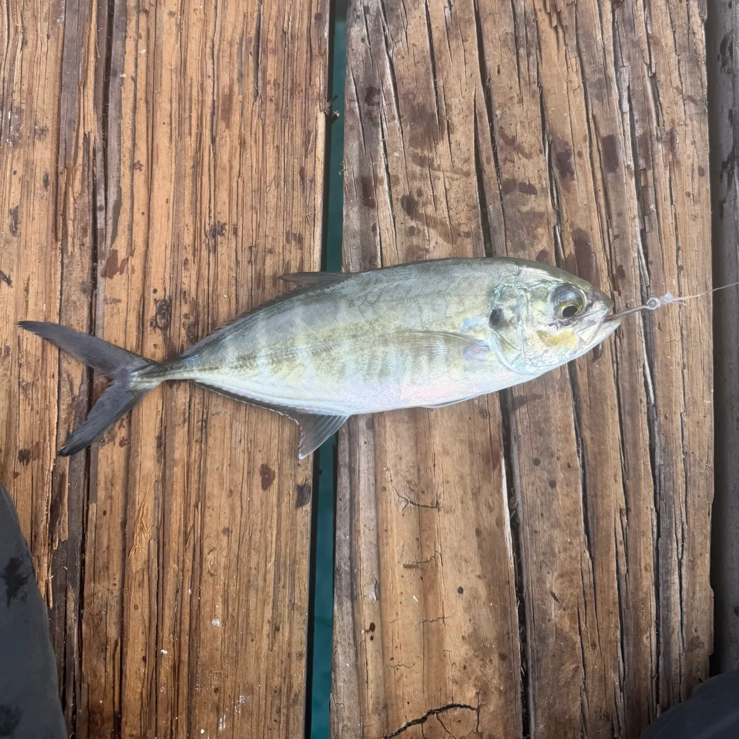 The most recent Blue runner catches on Fishbrain