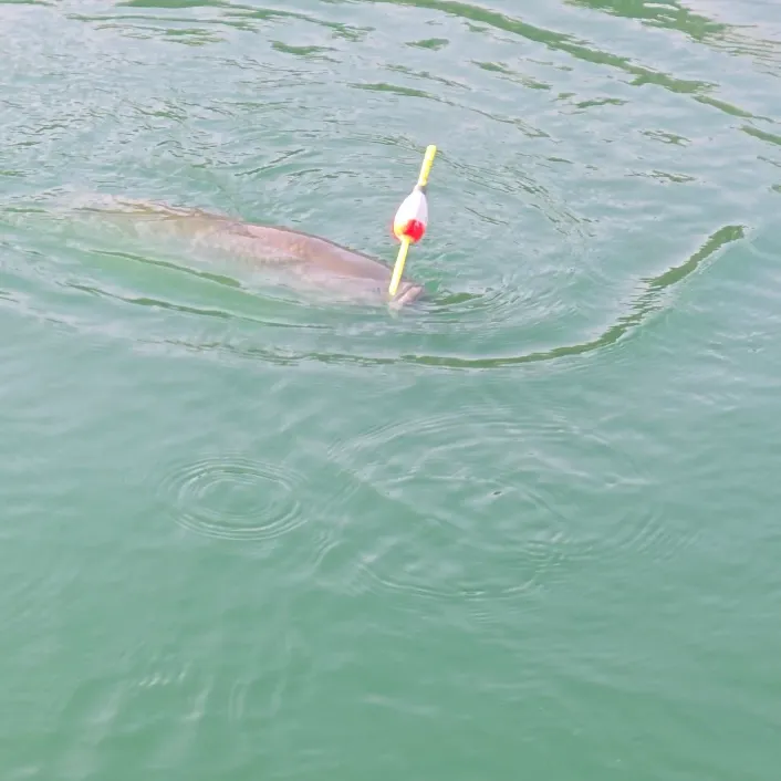 Grass carp caught on Fishbrain