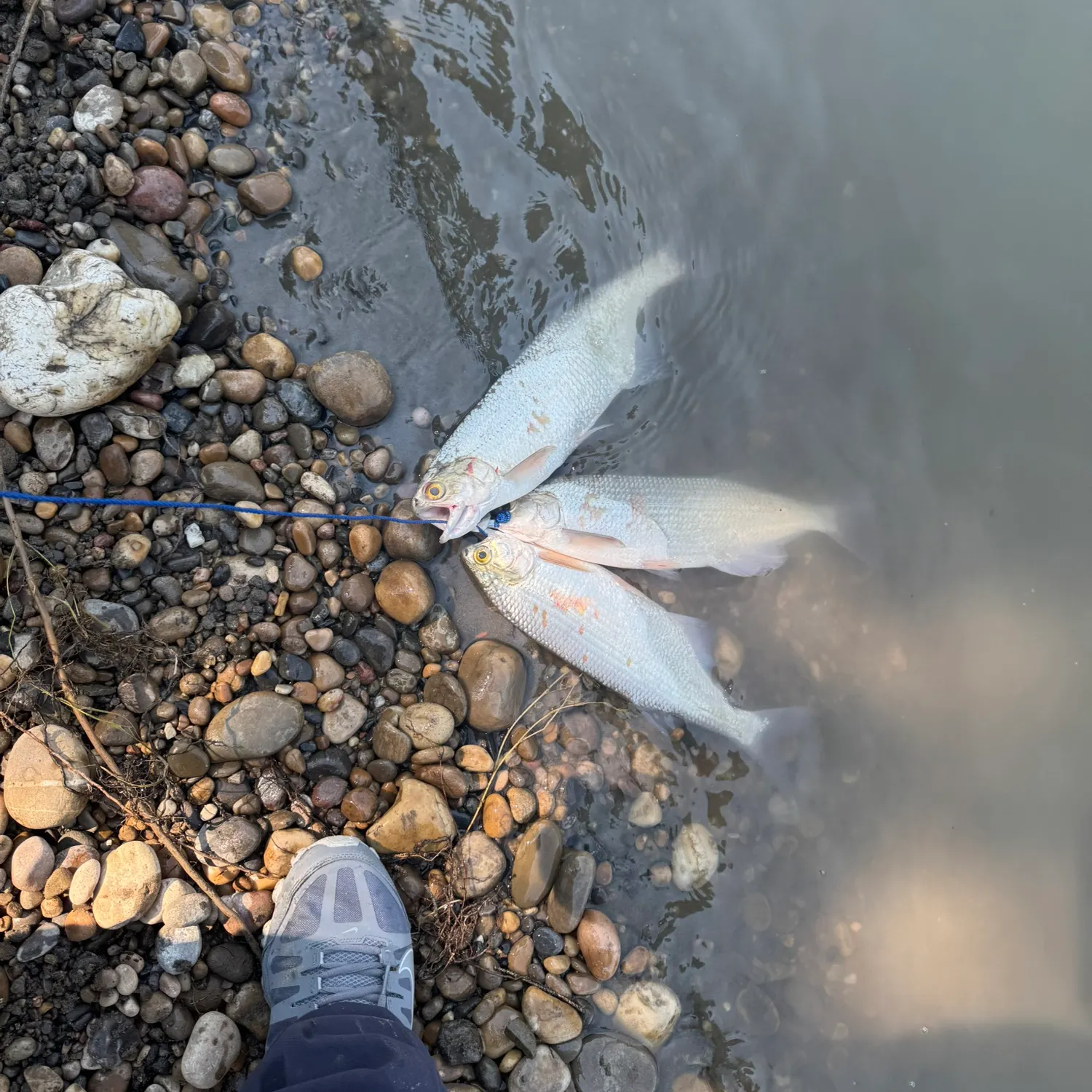 The most recent Goldeye catches on Fishbrain