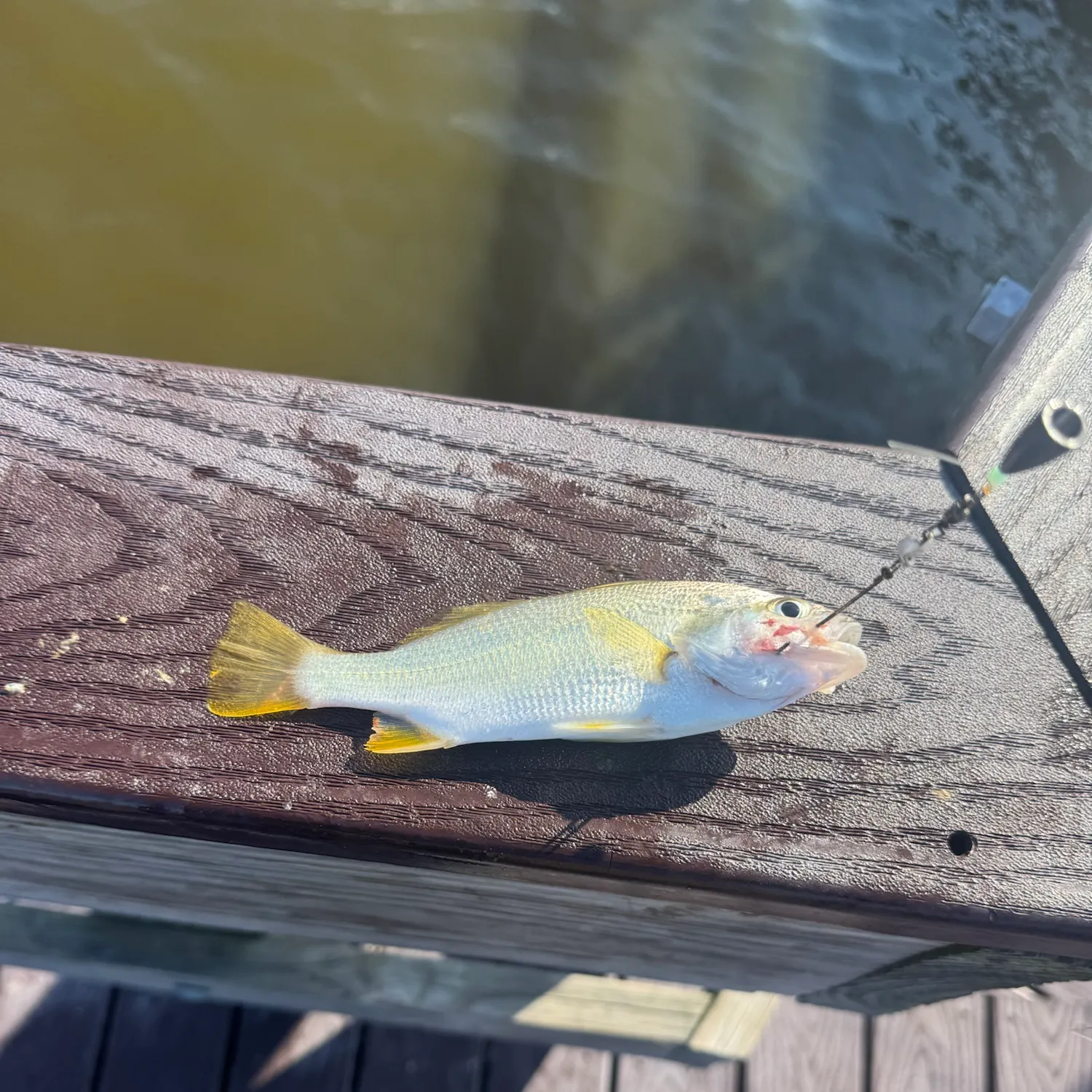 Silver perch caught on Fishbrain
