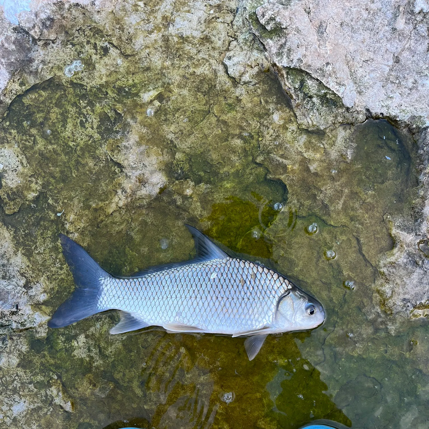 The most recent River carpsucker catches on Fishbrain