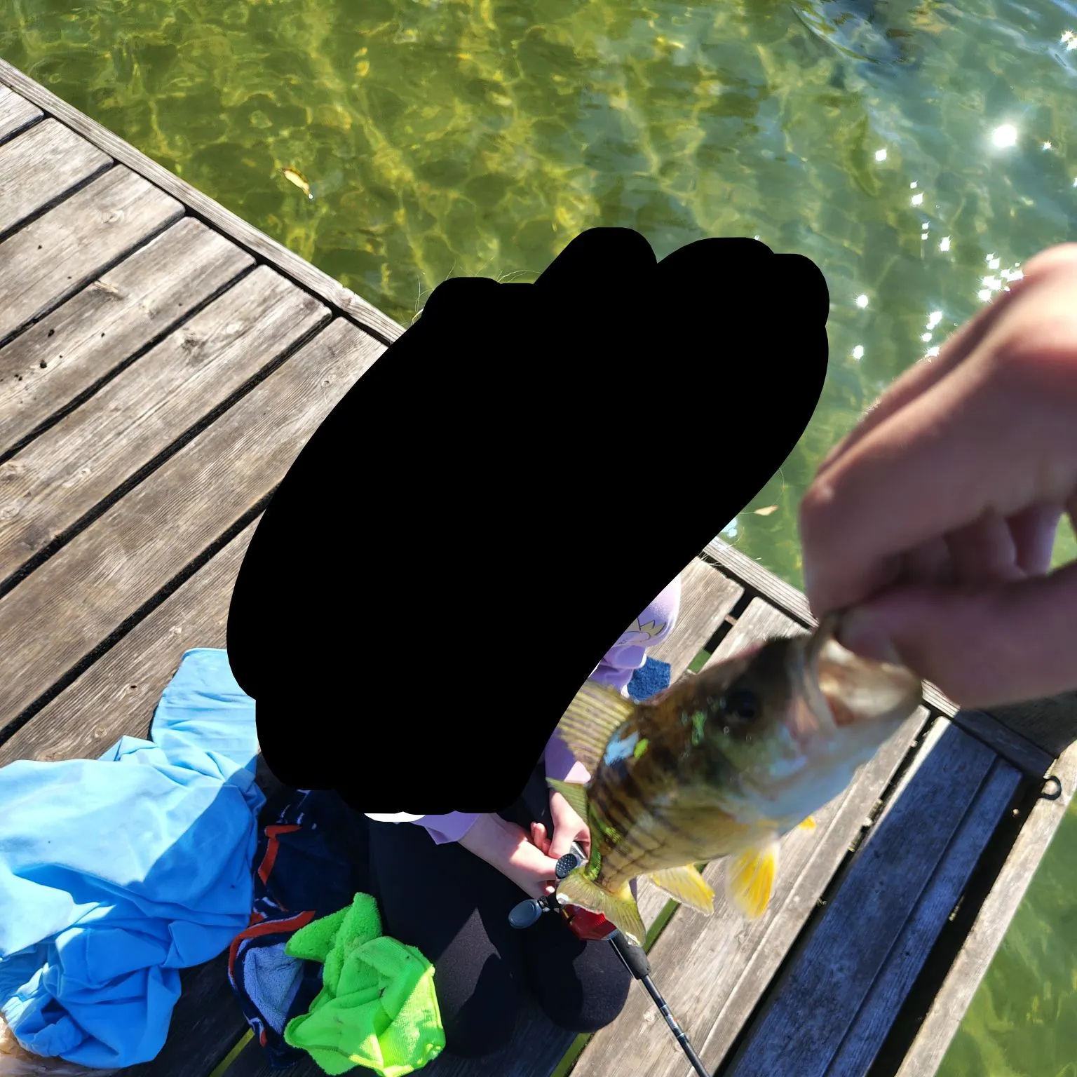 Yellow perch caught on Fishbrain