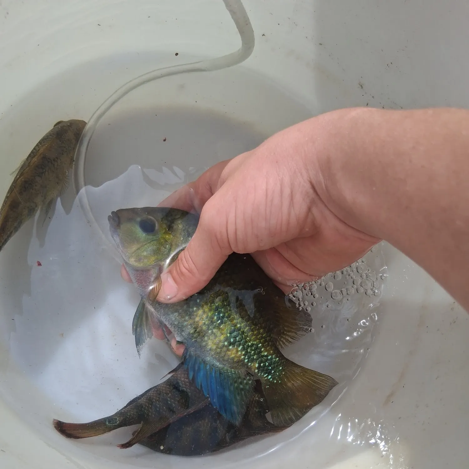 The most recent Banded tilapia catches on Fishbrain