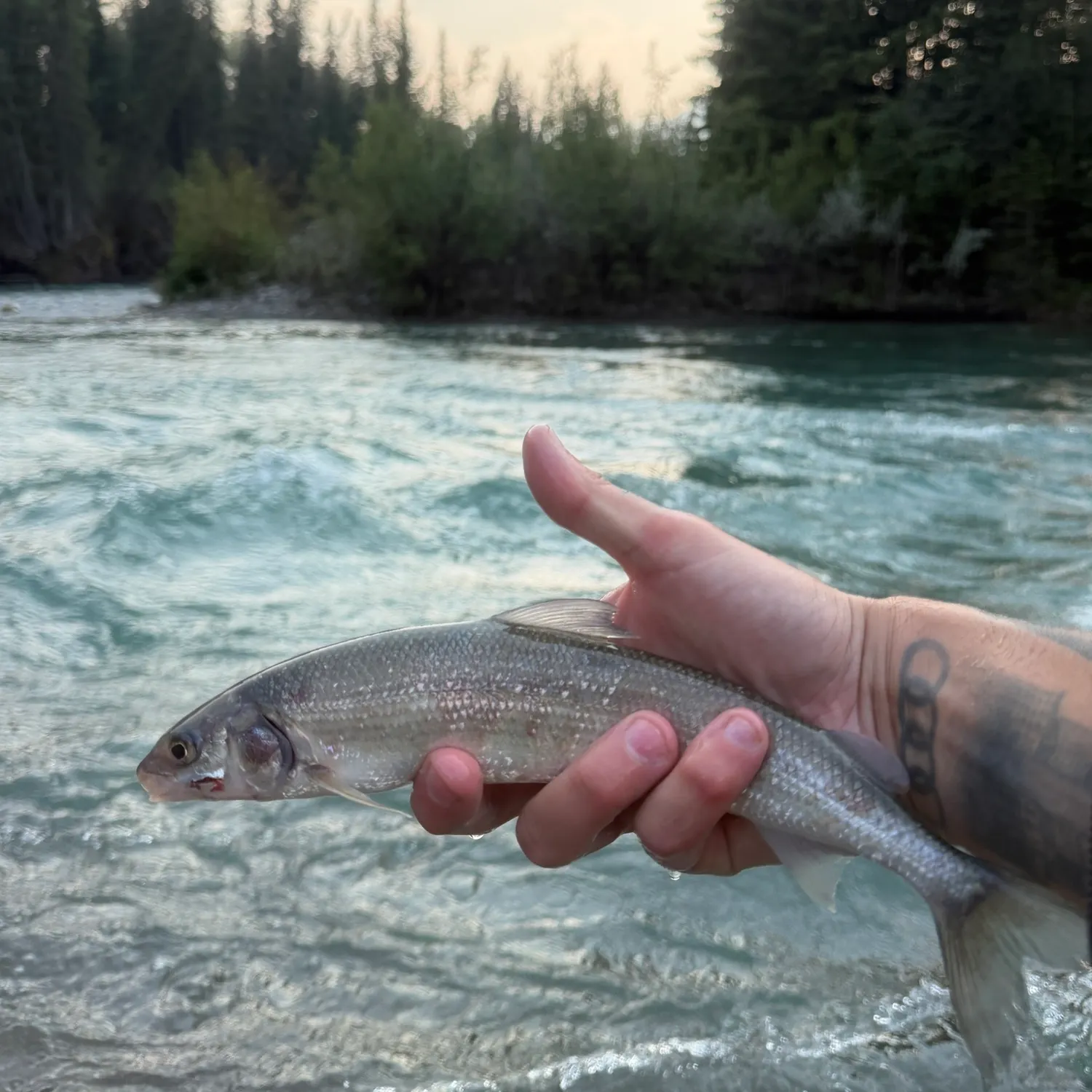 The most recent Mountain whitefish catches on Fishbrain