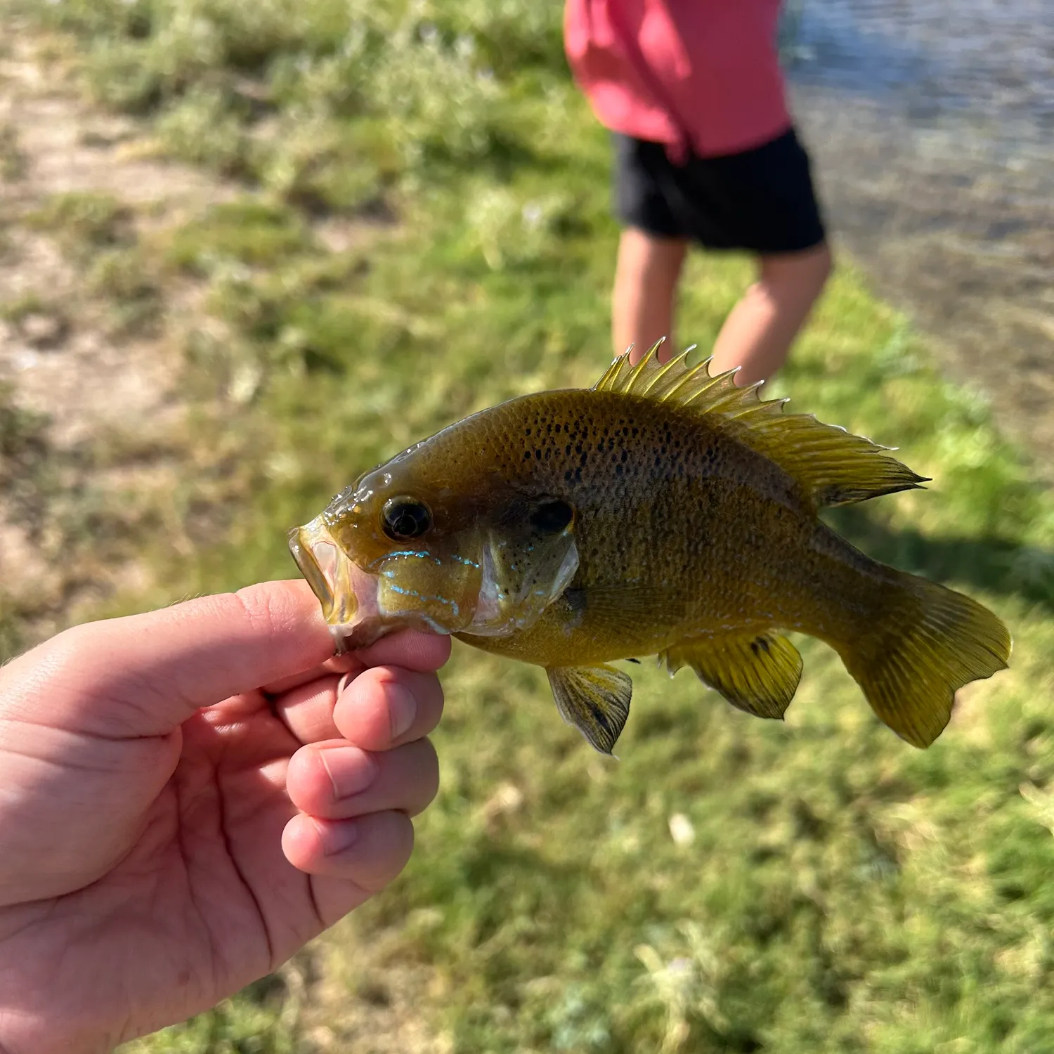 Greengill hybrid caught on Fishbrain
