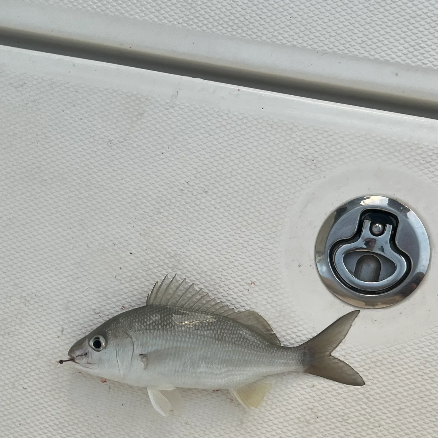 The most recent Grey grunt catches on Fishbrain