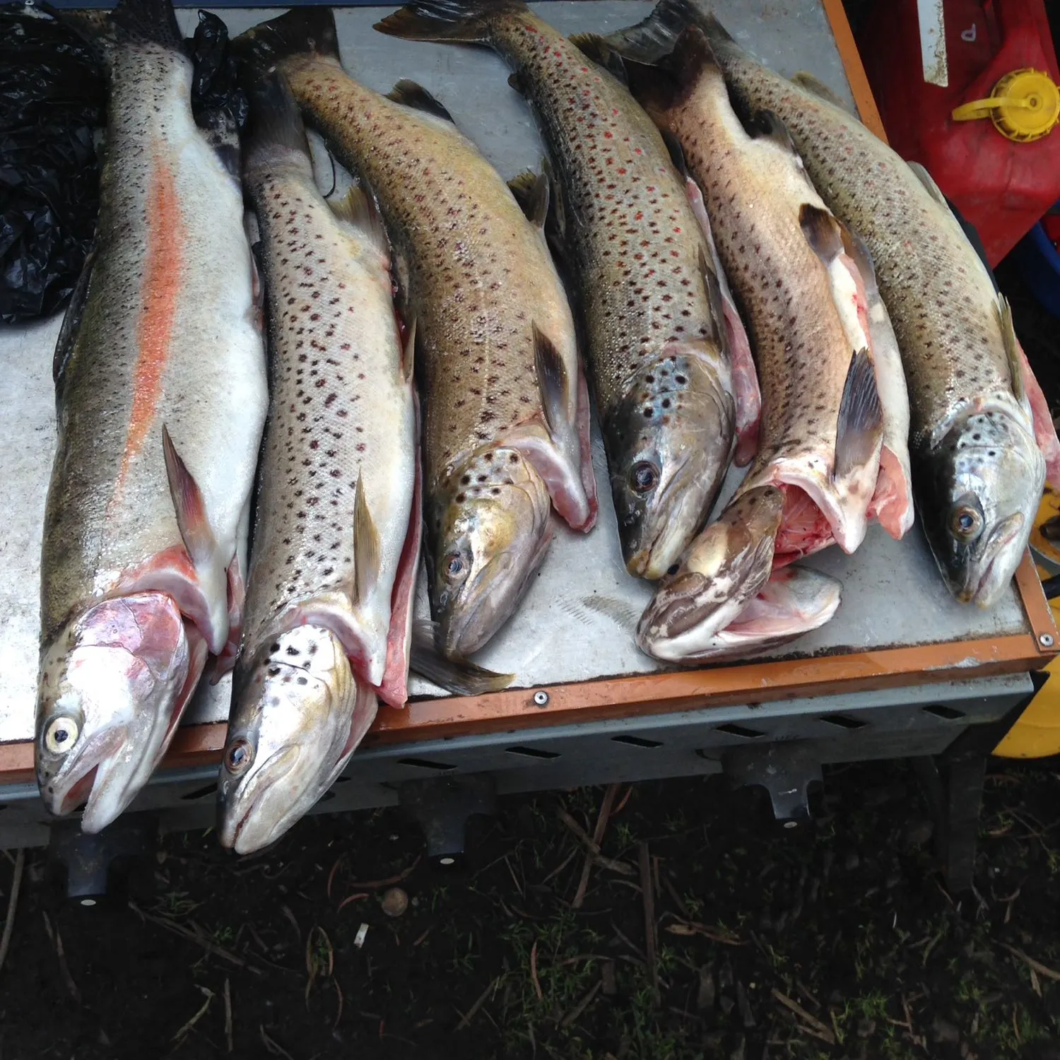 recently logged catches