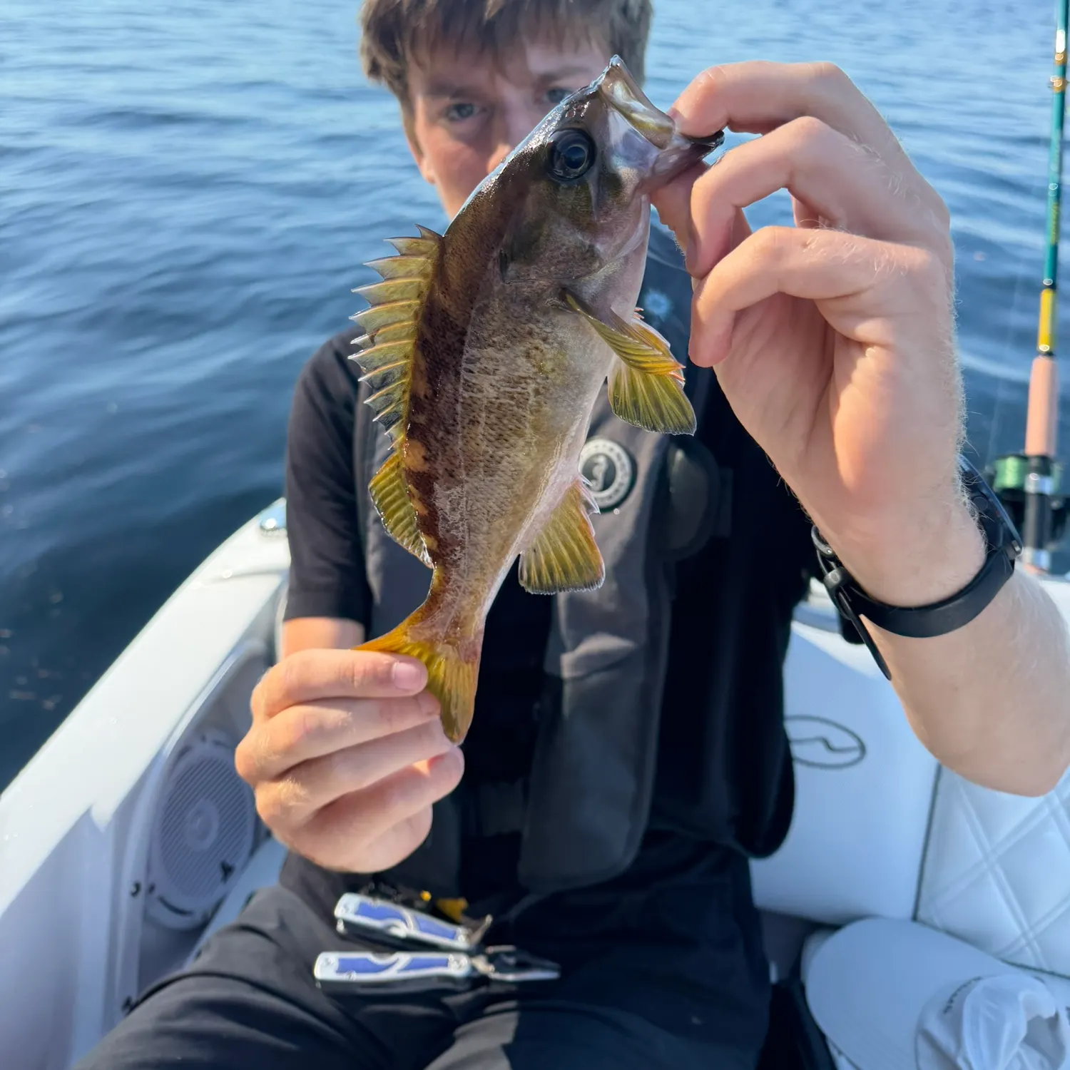 Yellowtail rockfish caught on Fishbrain