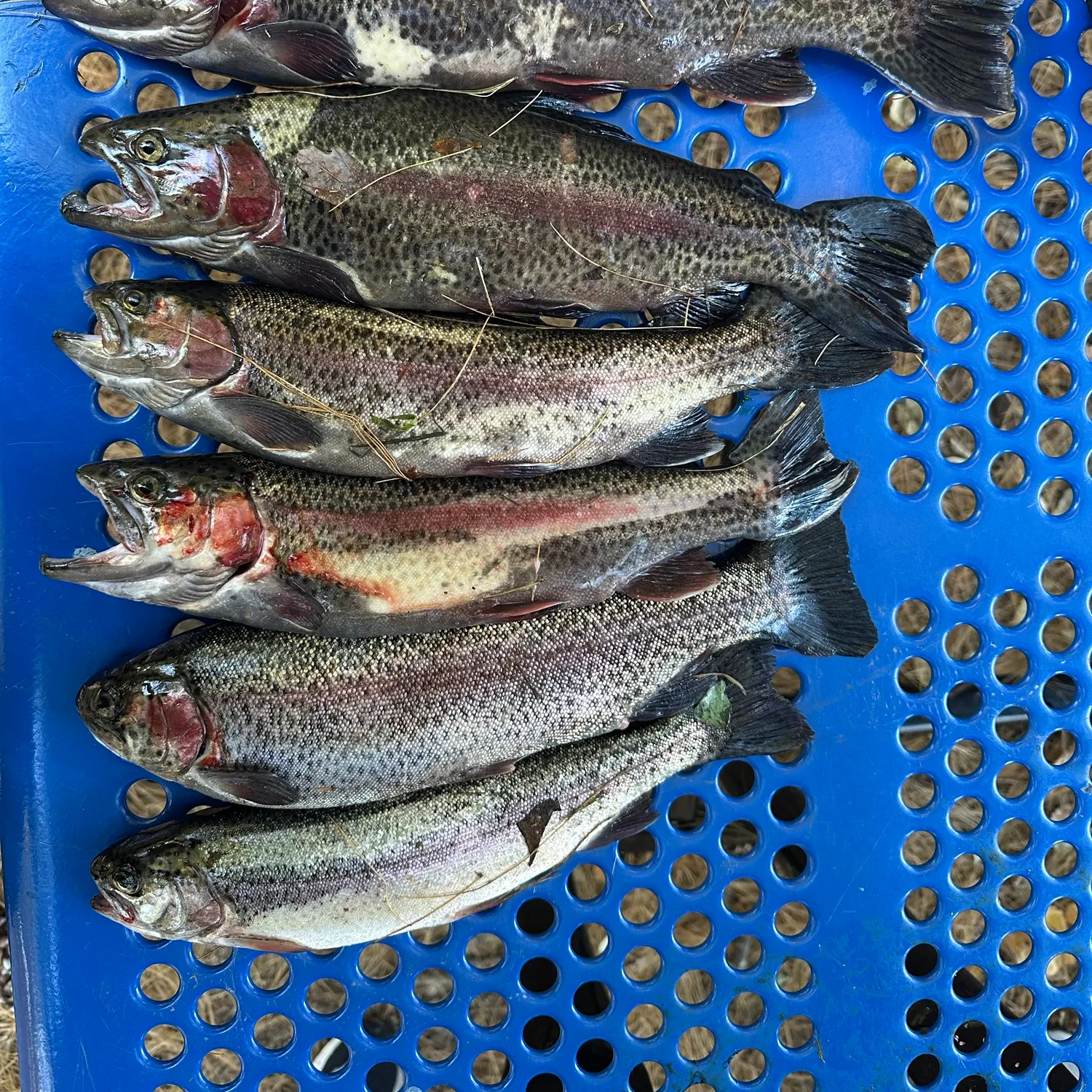 Rainbow trout caught on Fishbrain