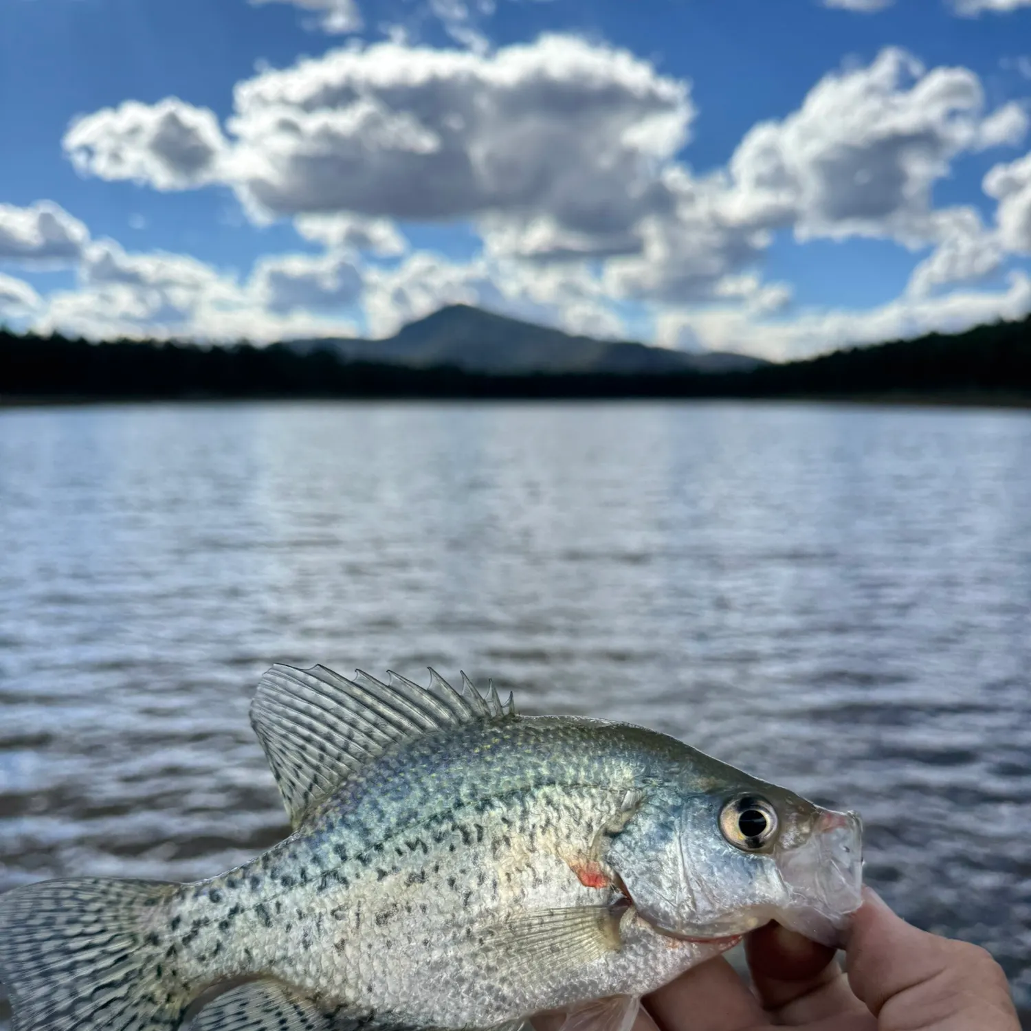 White crappie caught on Fishbrain