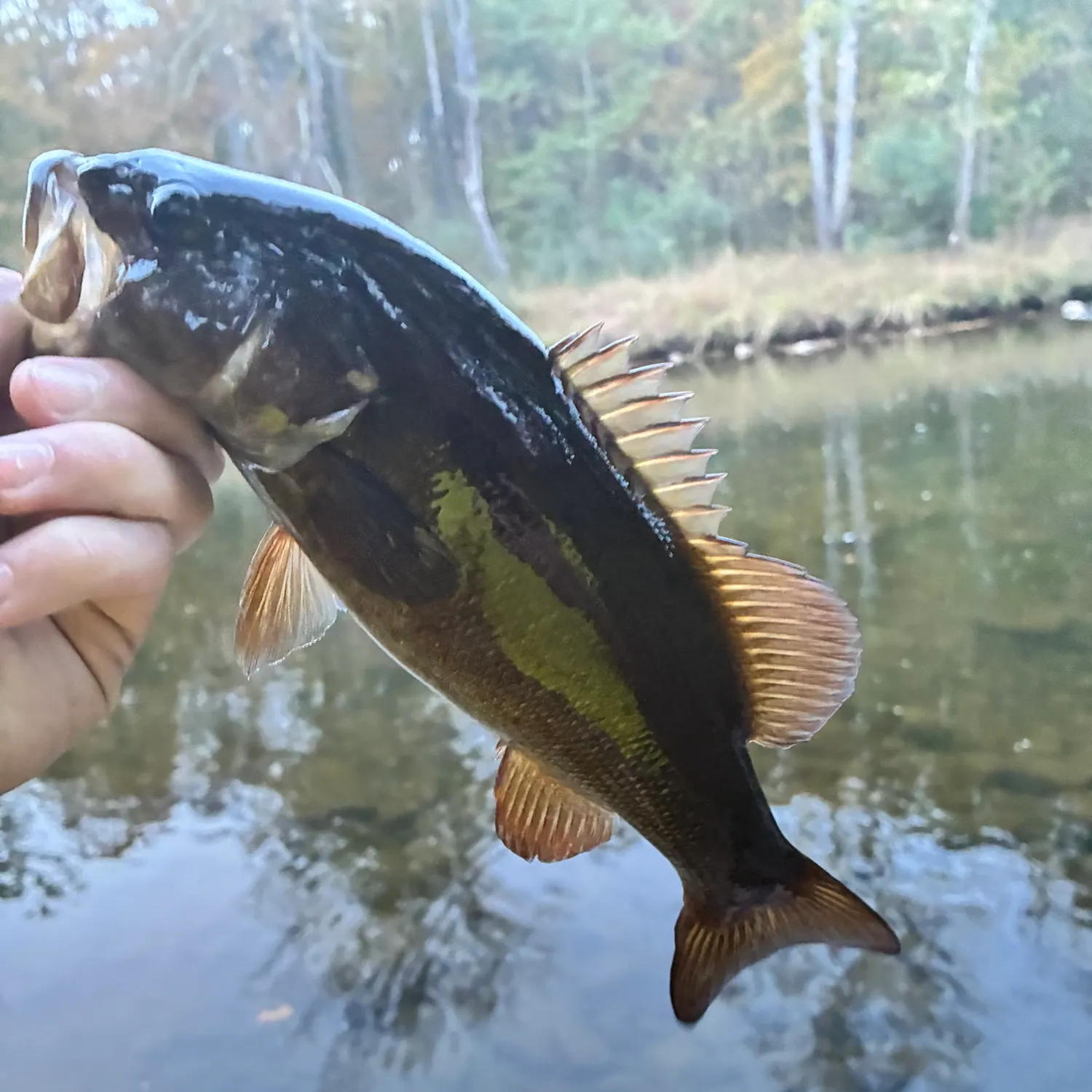 Smallmouth bass caught on Fishbrain