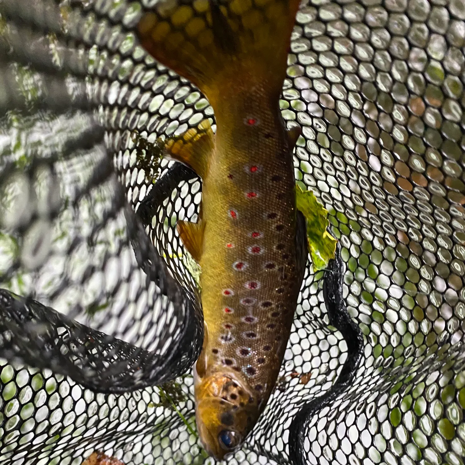 The most recent Brown trout catches on Fishbrain