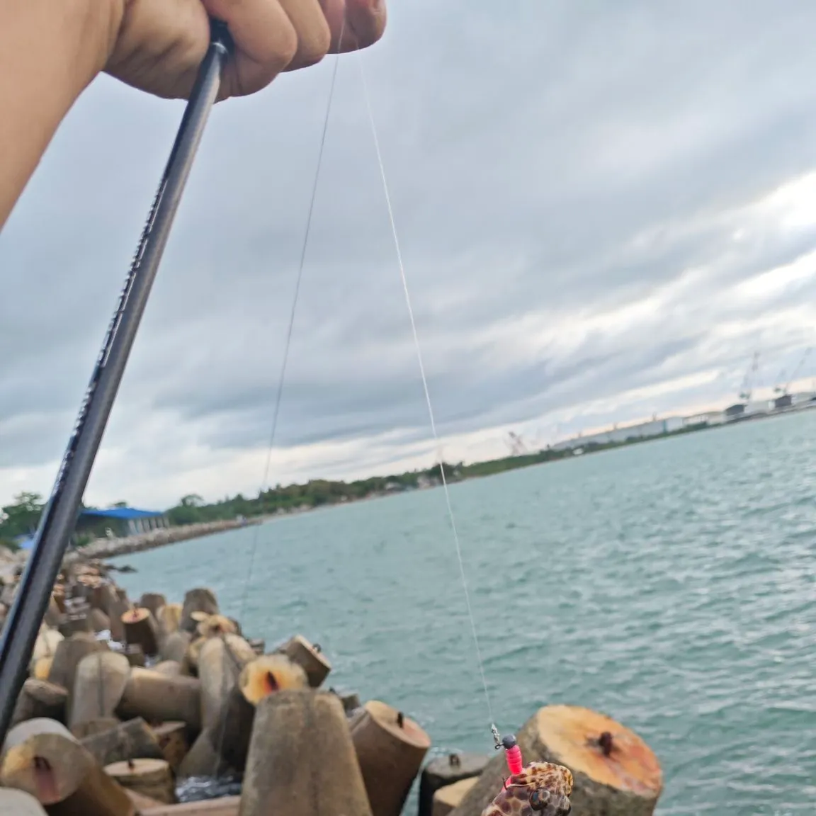 The most recent Spotted grouper catches on Fishbrain