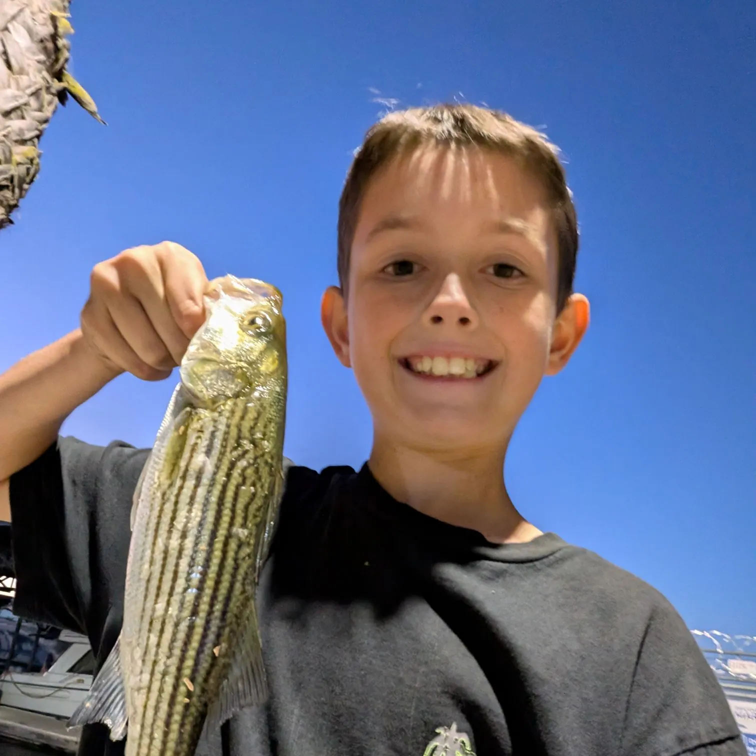 Channel catfish caught on Fishbrain
