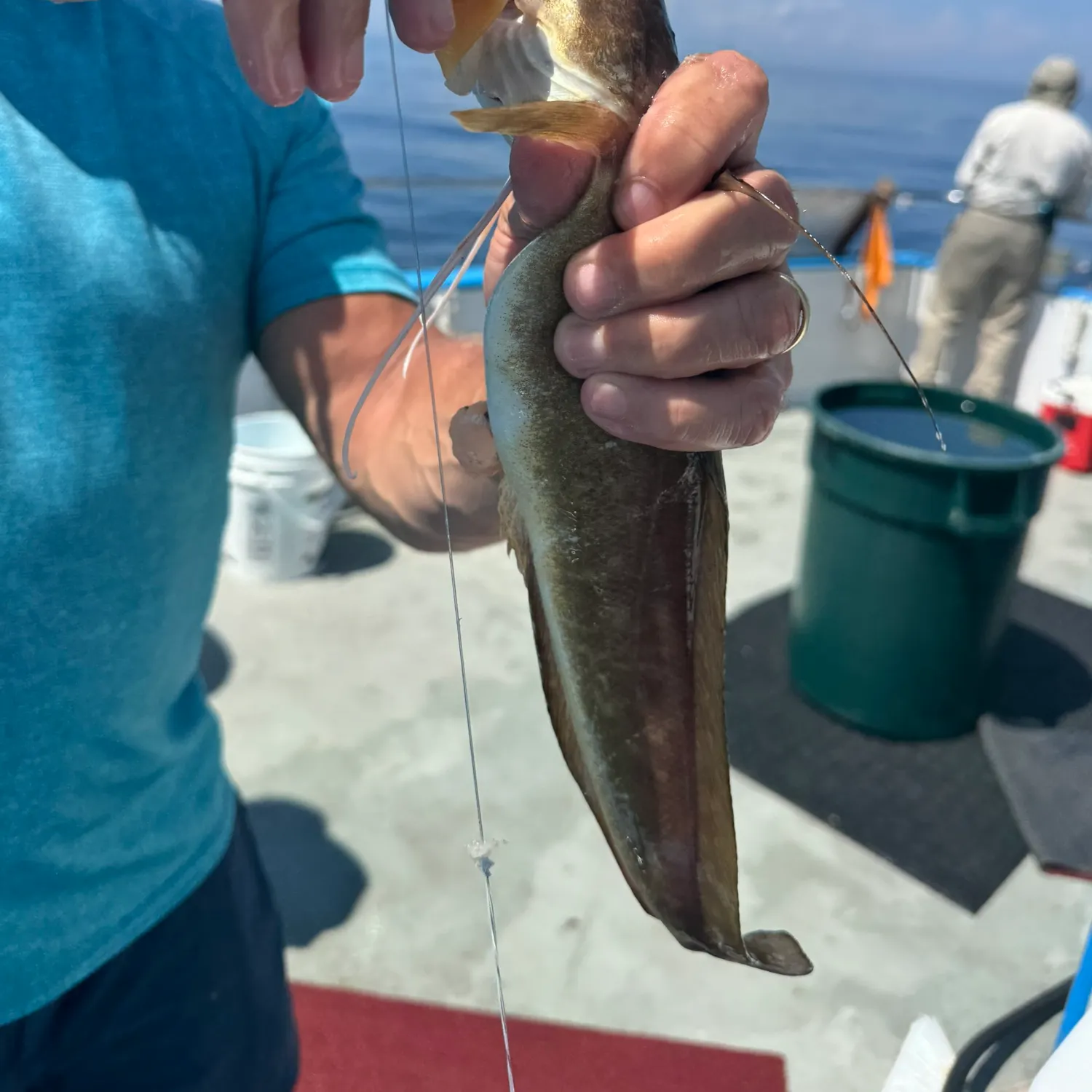 The most recent White hake catches on Fishbrain