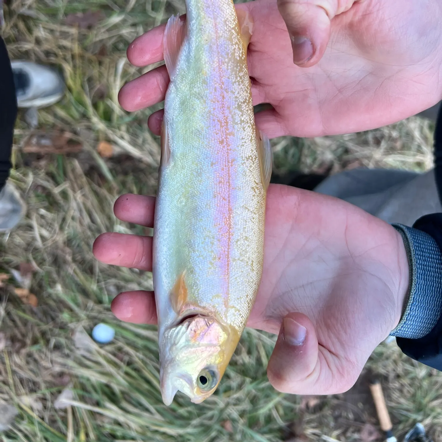 The most recent Golden rainbow trout catches on Fishbrain