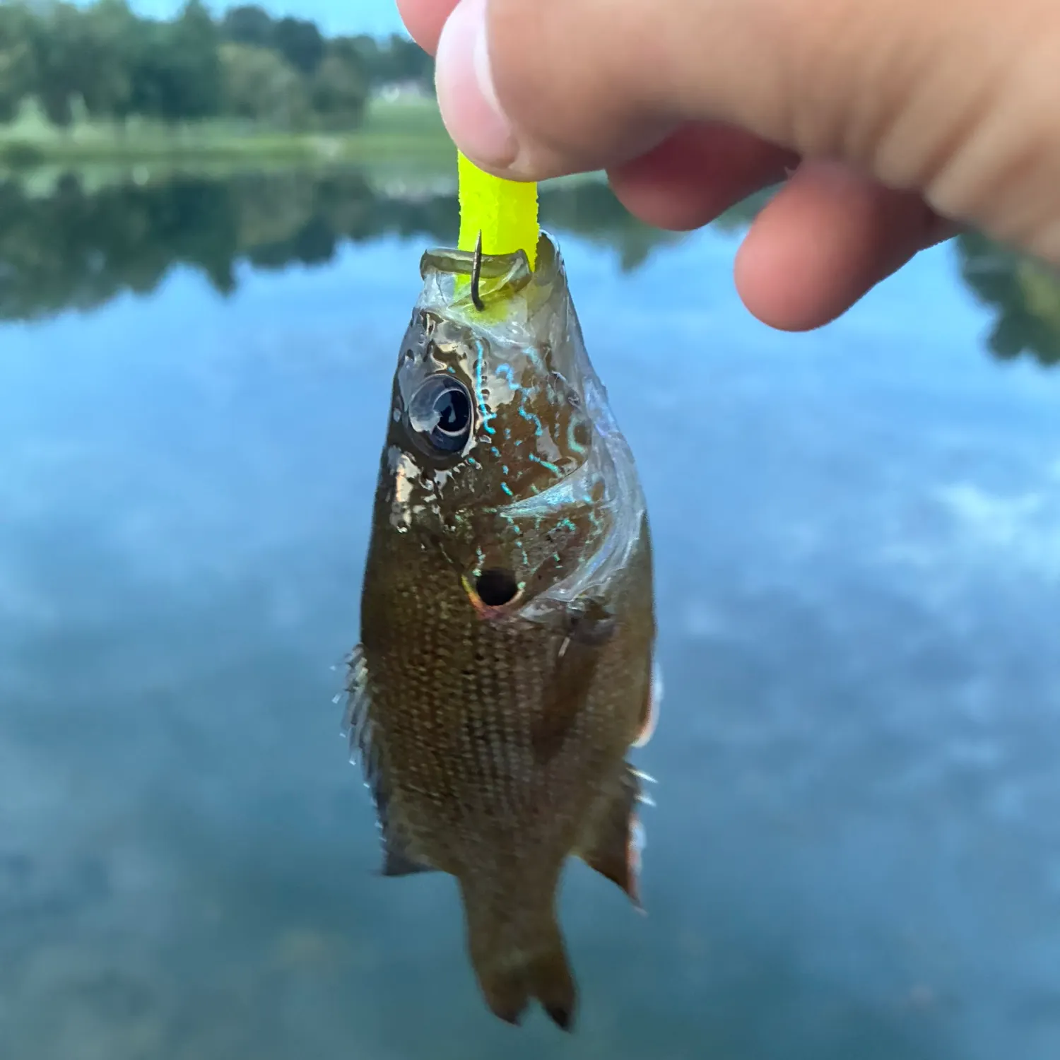 Green sunfish caught on Fishbrain