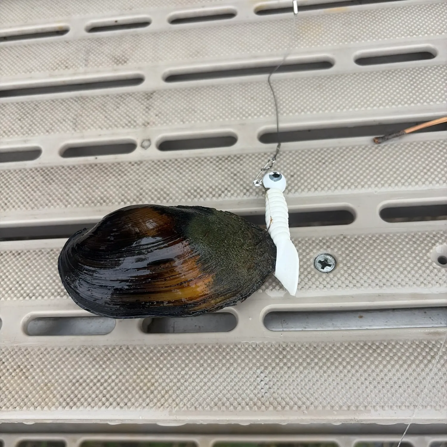 Mapleleaf mussel caught on Fishbrain