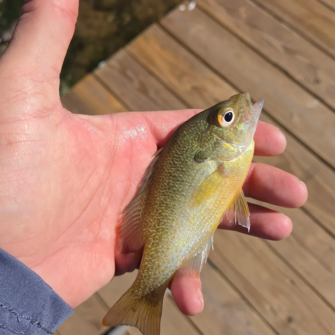 Redbreast sunfish caught on Fishbrain