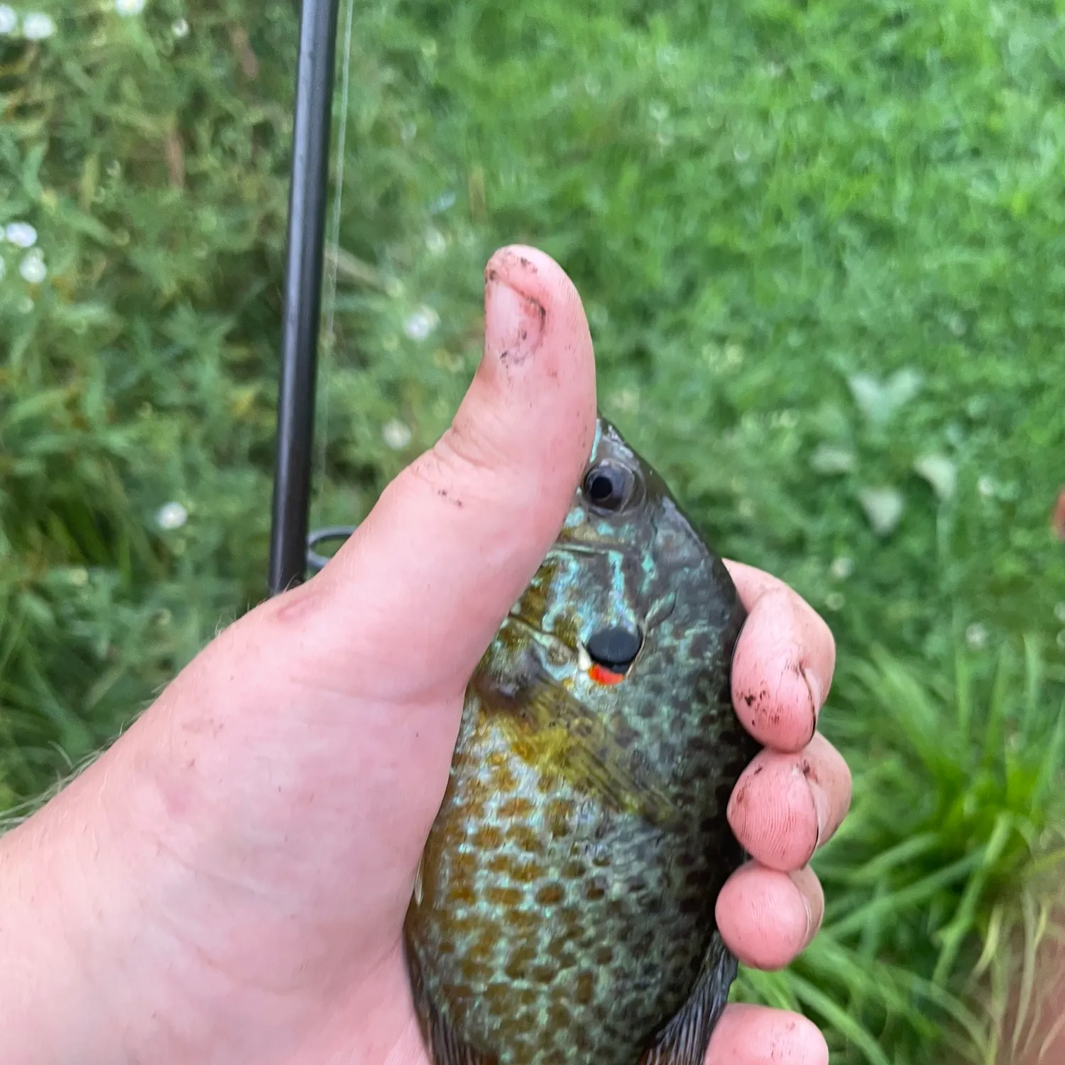 Pumpkinseed caught on Fishbrain