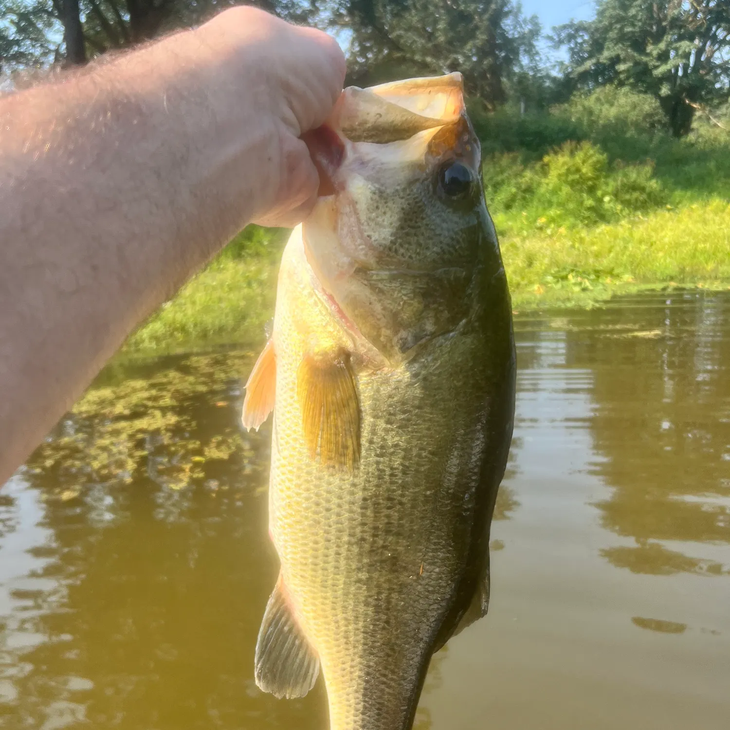 Largemouth bass caught on Fishbrain