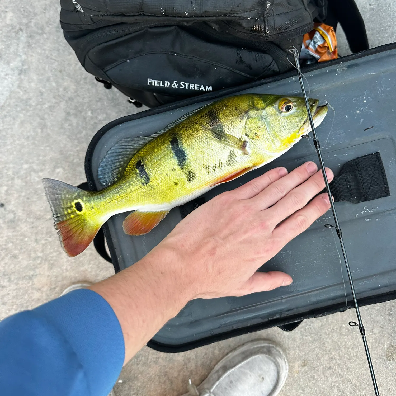 recently logged catches