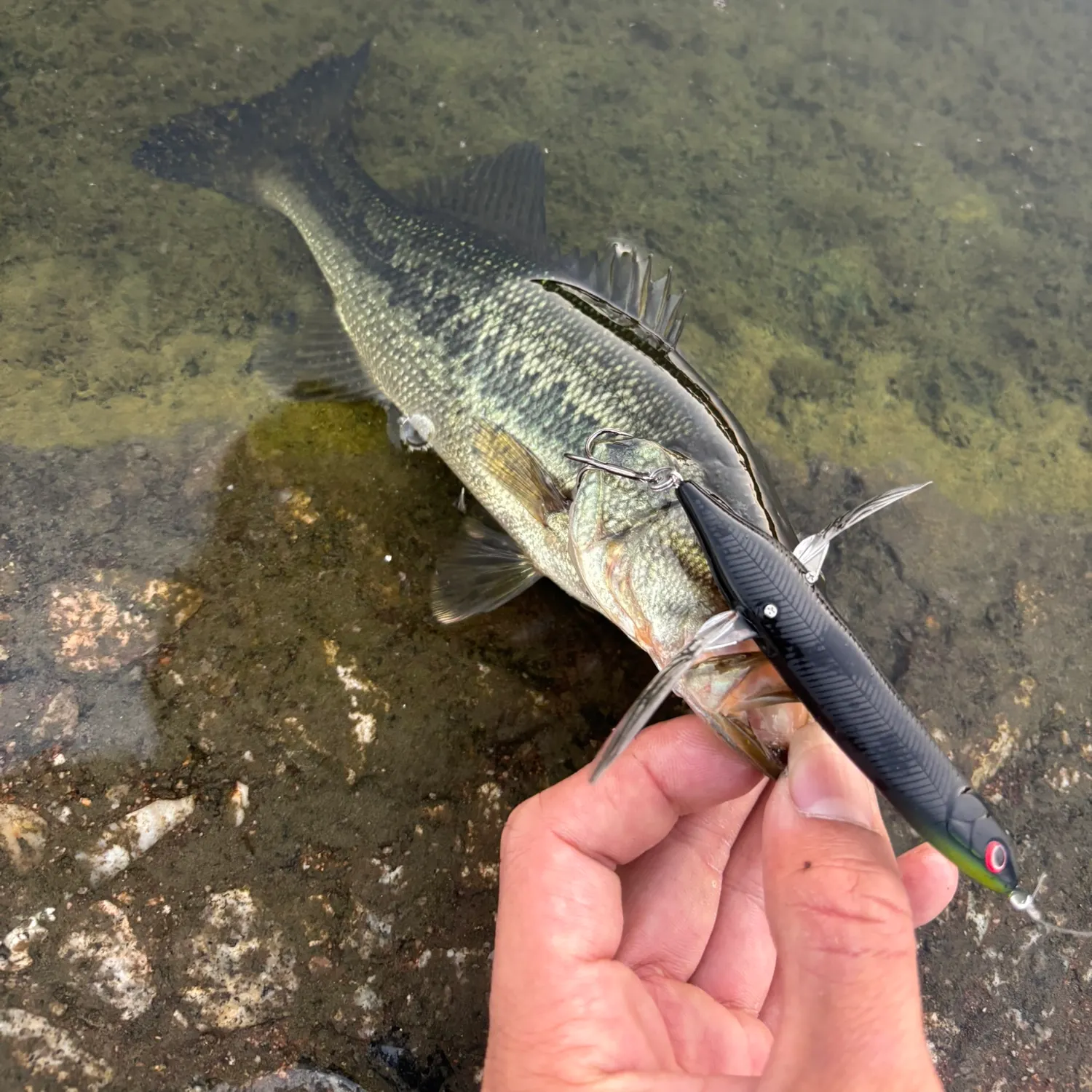 Largemouth bass caught on Fishbrain