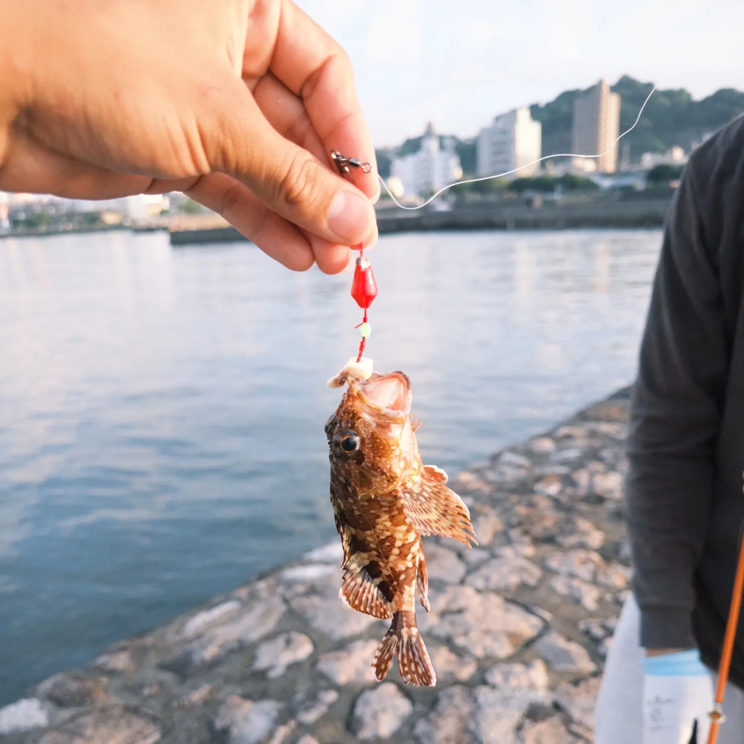 The most recent Marbled Rockfish catches on Fishbrain