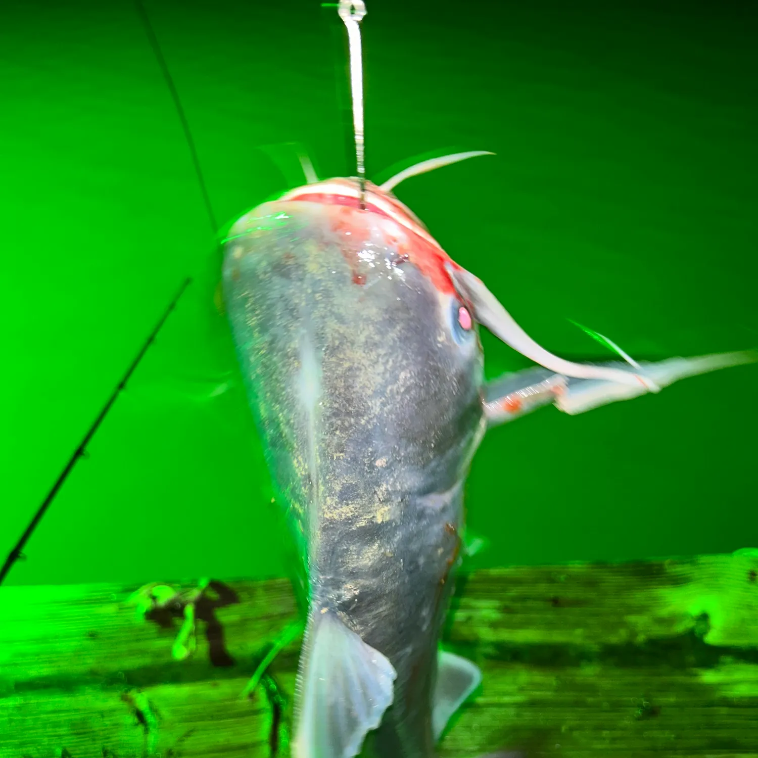 Gafftopsail sea catfish caught on Fishbrain