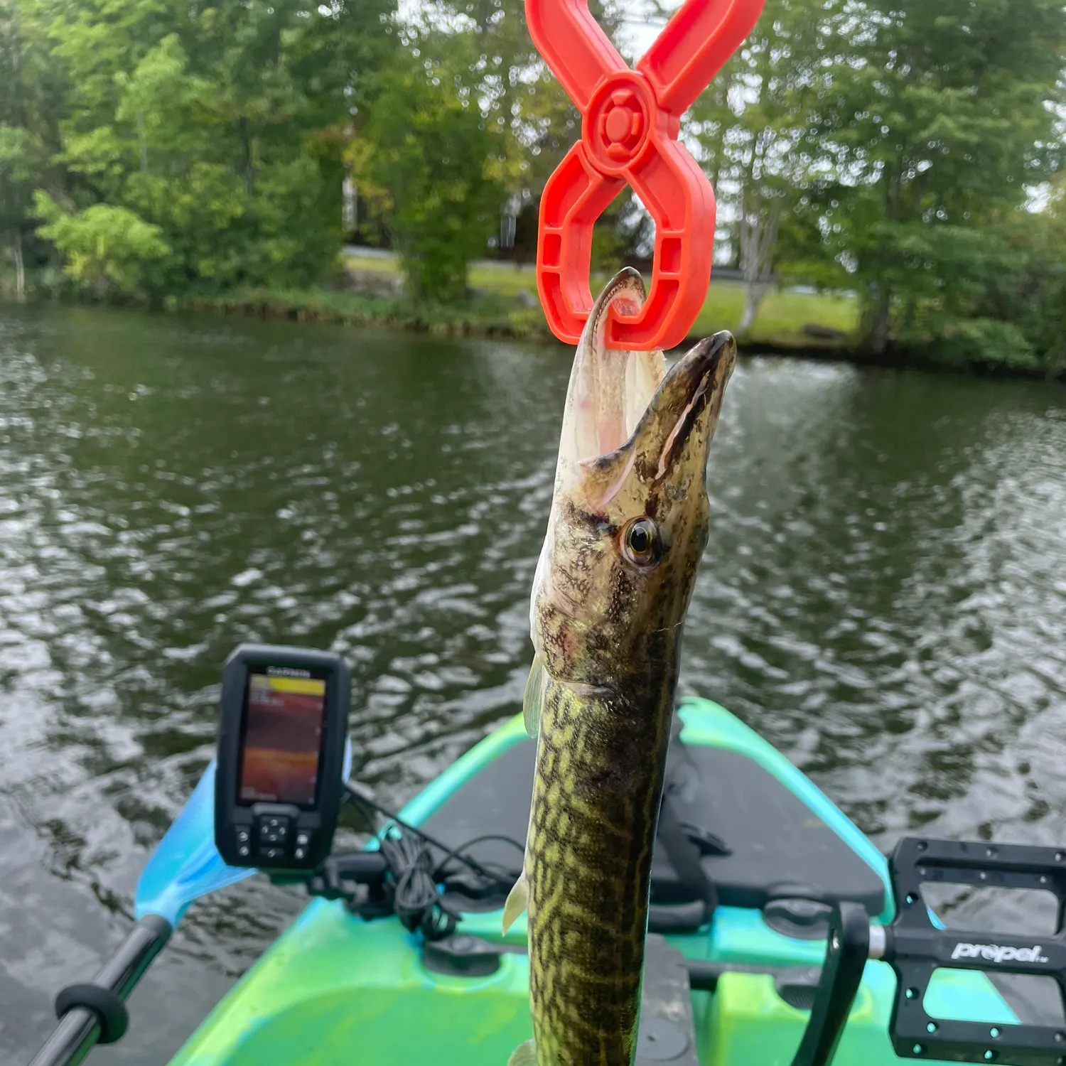 Chain pickerel caught on Fishbrain