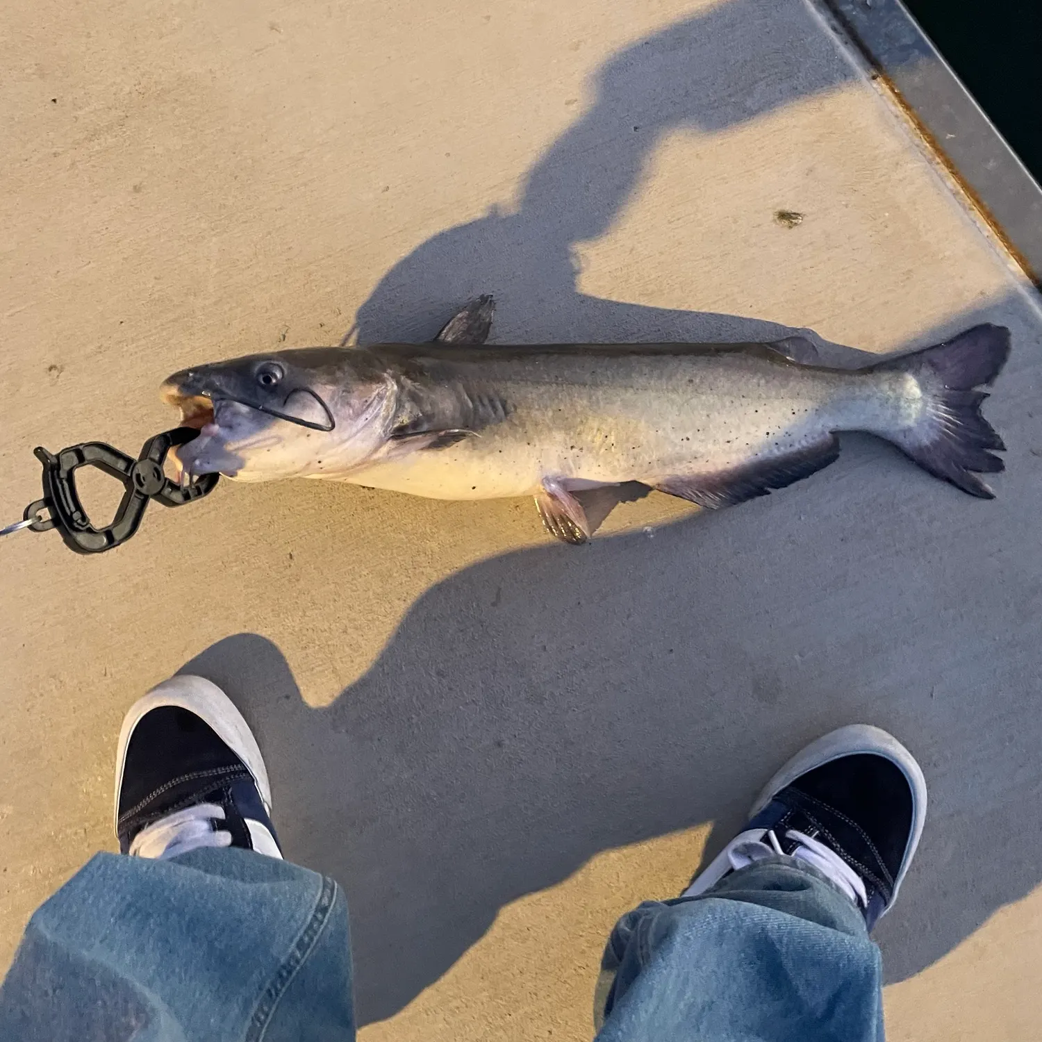 Channel catfish caught on Fishbrain