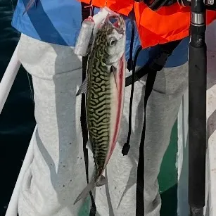 Atlantic mackerel caught on Fishbrain