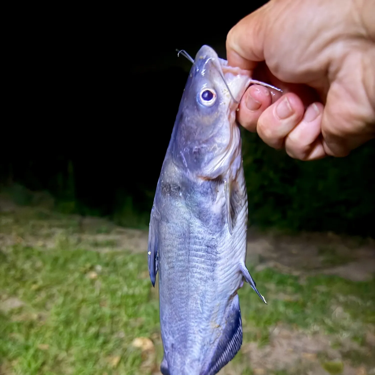 Blue catfish caught on Fishbrain