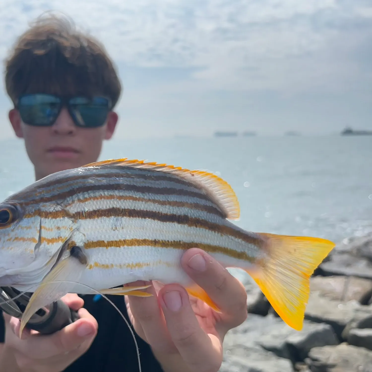 Spanish flag snapper caught on Fishbrain