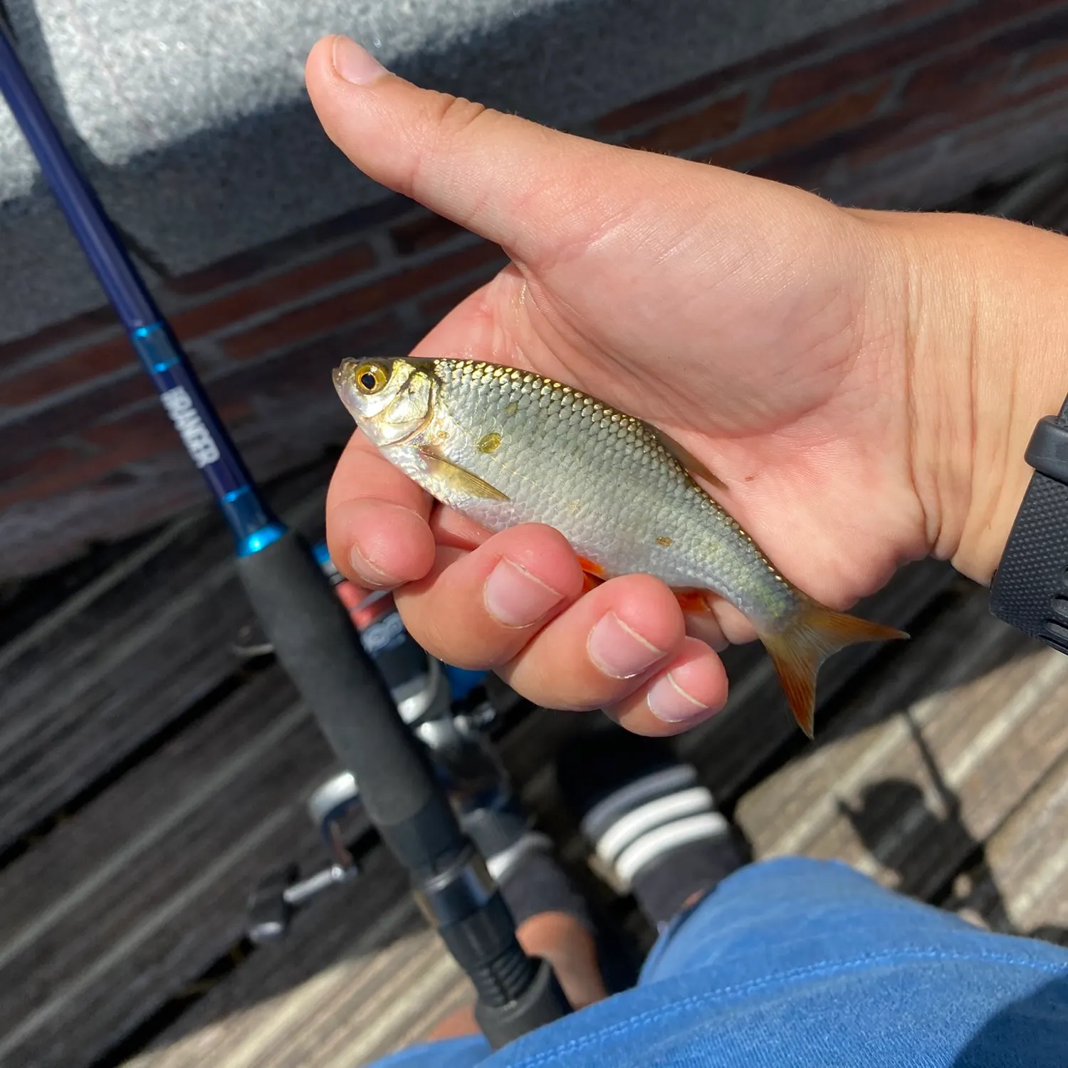 Common roach caught on Fishbrain