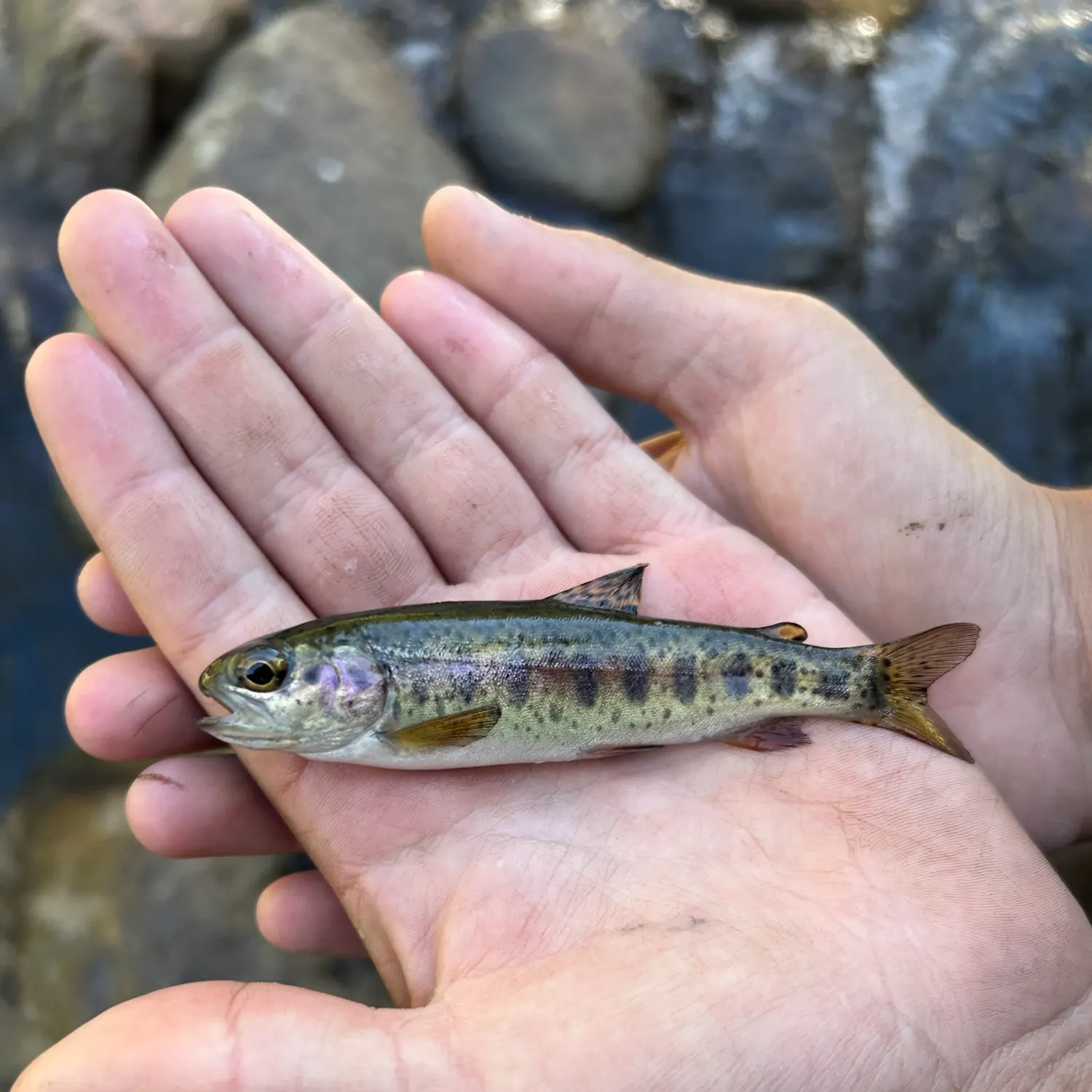 The most recent Great basin redband trout catches on Fishbrain