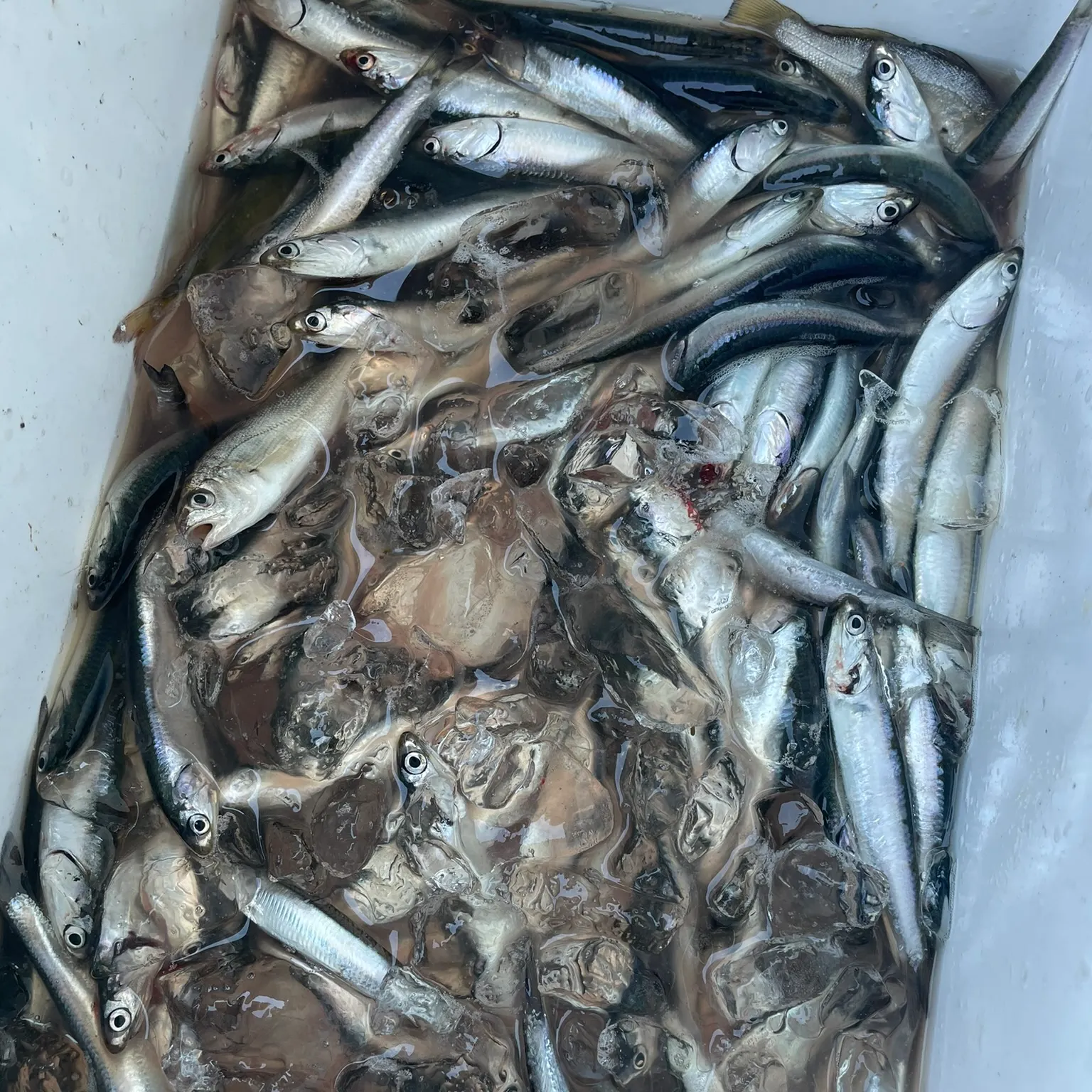The most recent Northern anchovy catches on Fishbrain
