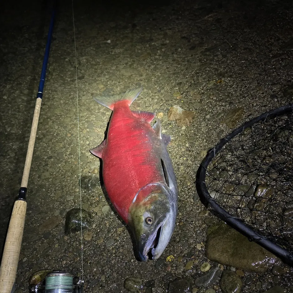 The most recent California sheephead catches on Fishbrain