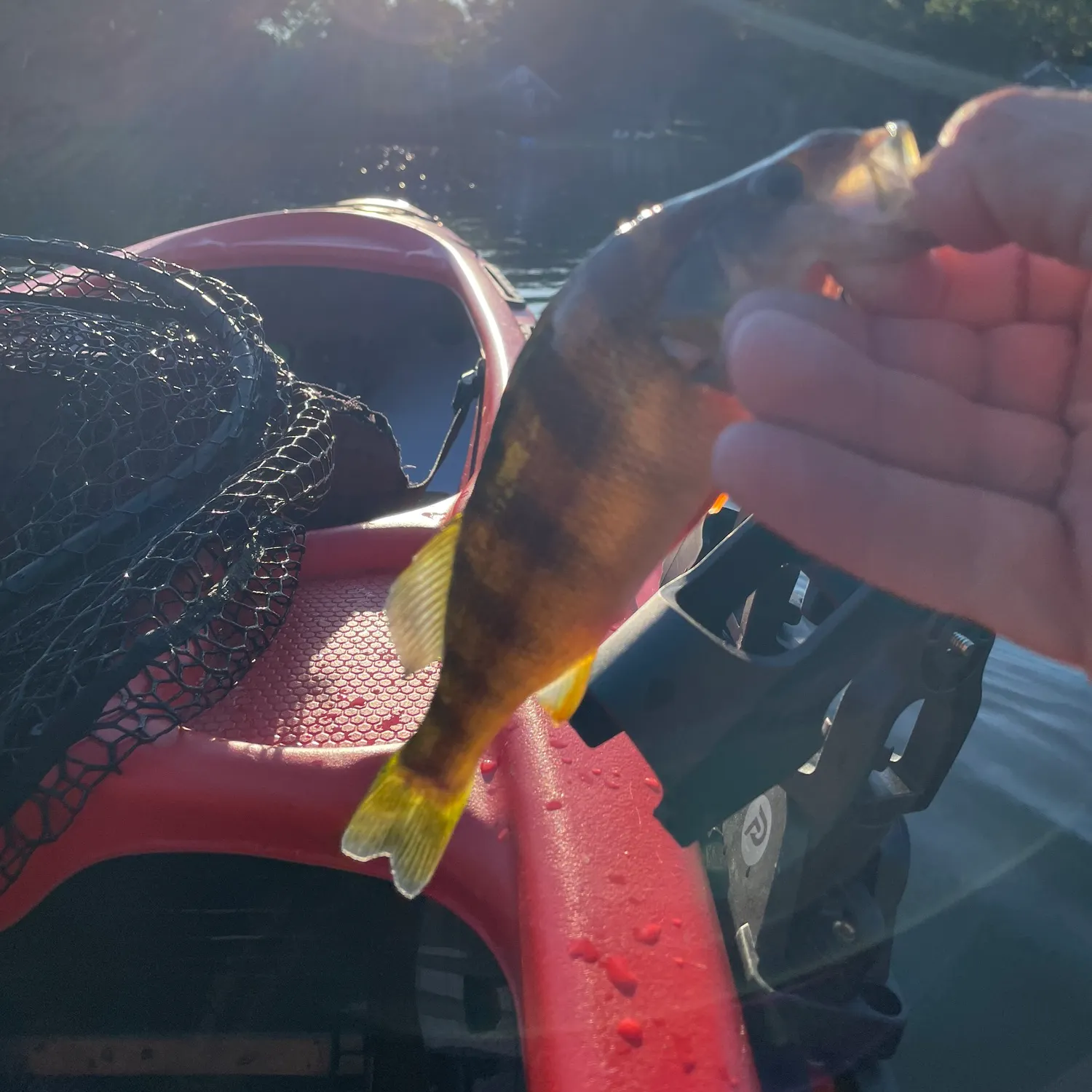 Yellow perch caught on Fishbrain