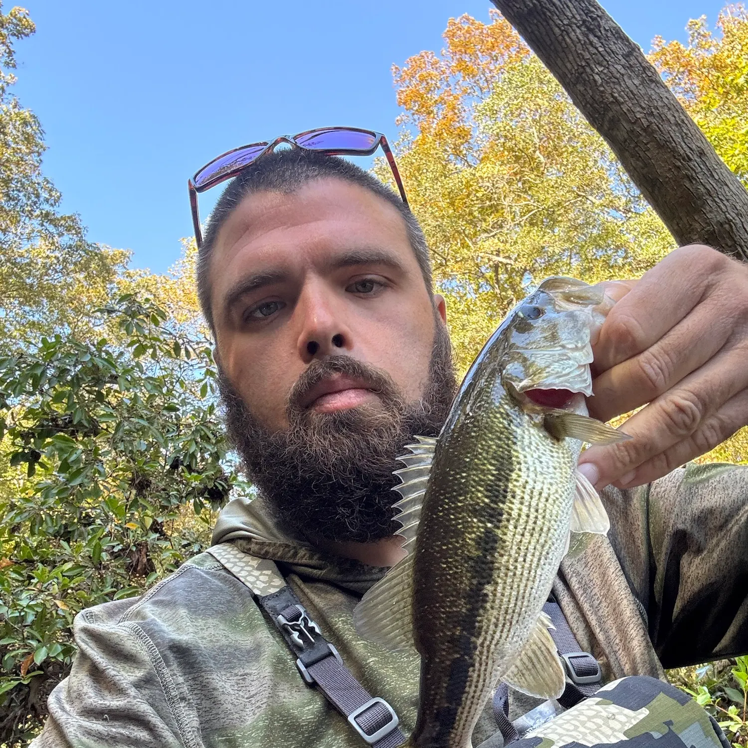 Spotted bass caught on Fishbrain