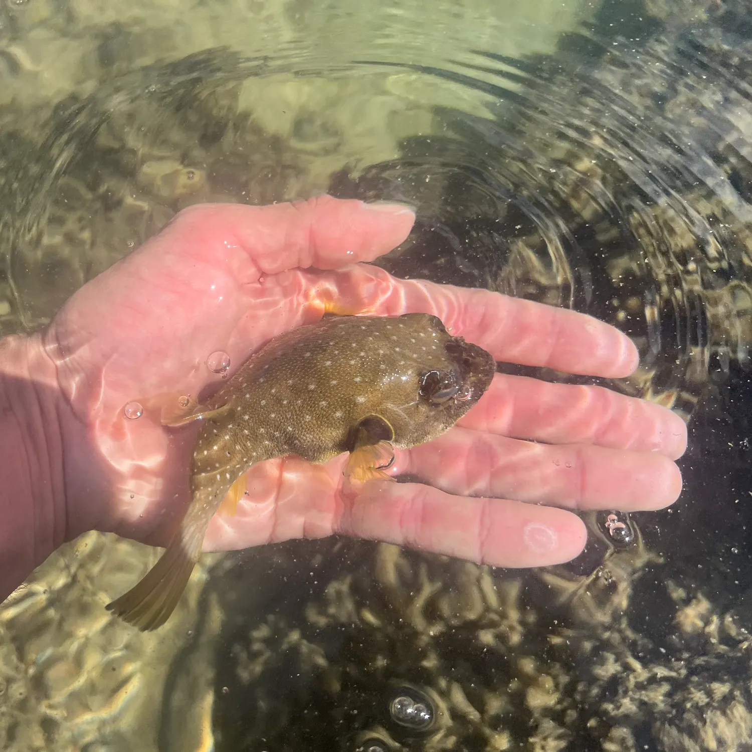 The most popular recent White-spotted puffer catch on Fishbrain