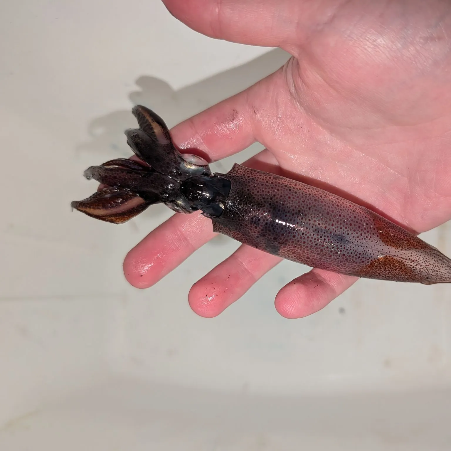 Market squid caught on Fishbrain