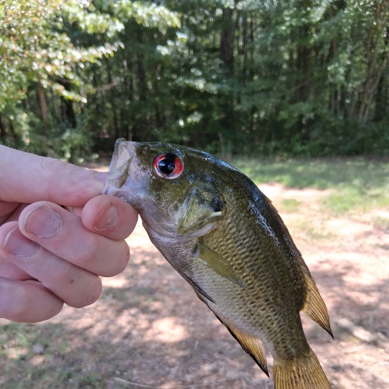 Rock bass caught on Fishbrain